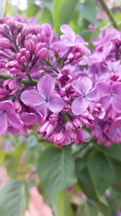 a bunch of purple flowers in a pot