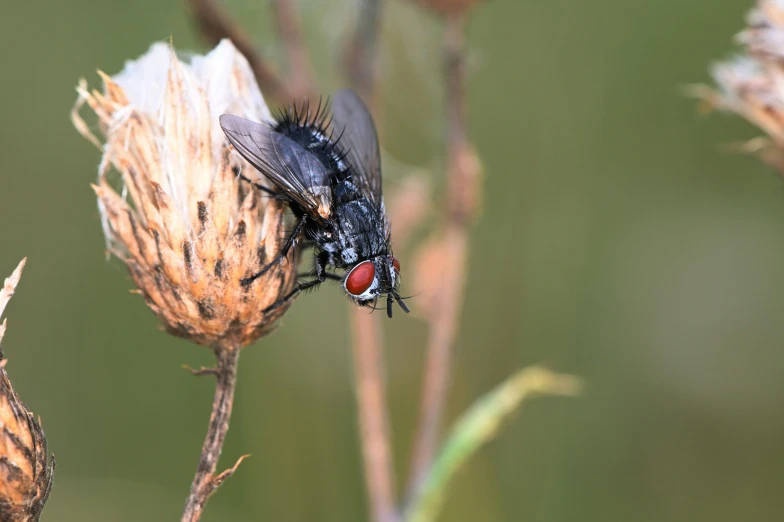 a fly that is sitting on a dried plant