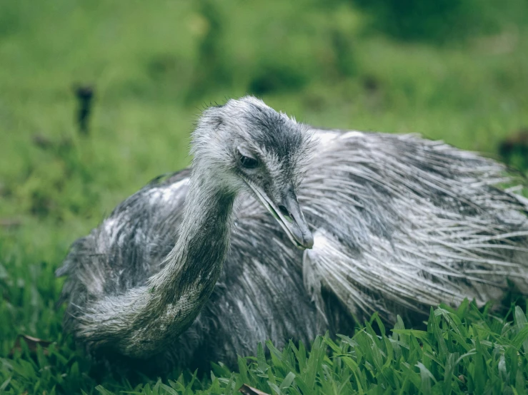 a bird with long legs that are laying in the grass