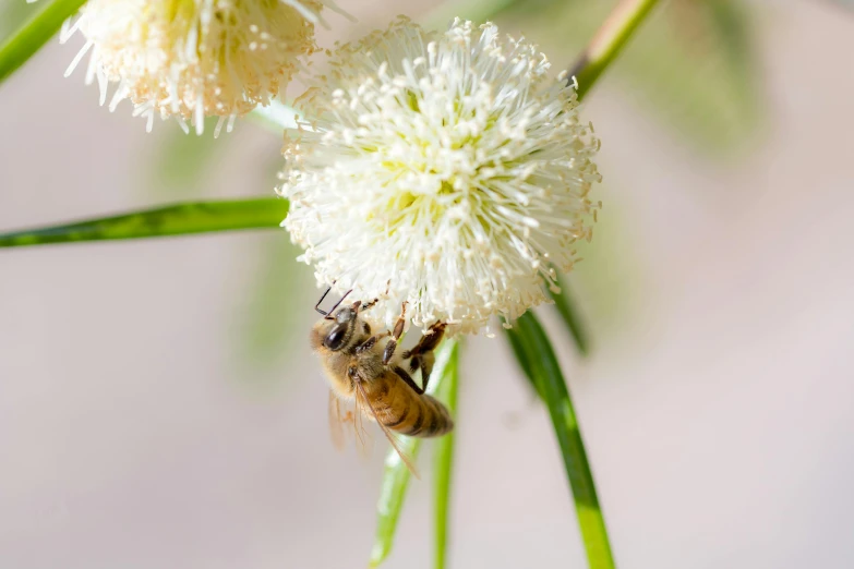 a bee on some kind of white flower