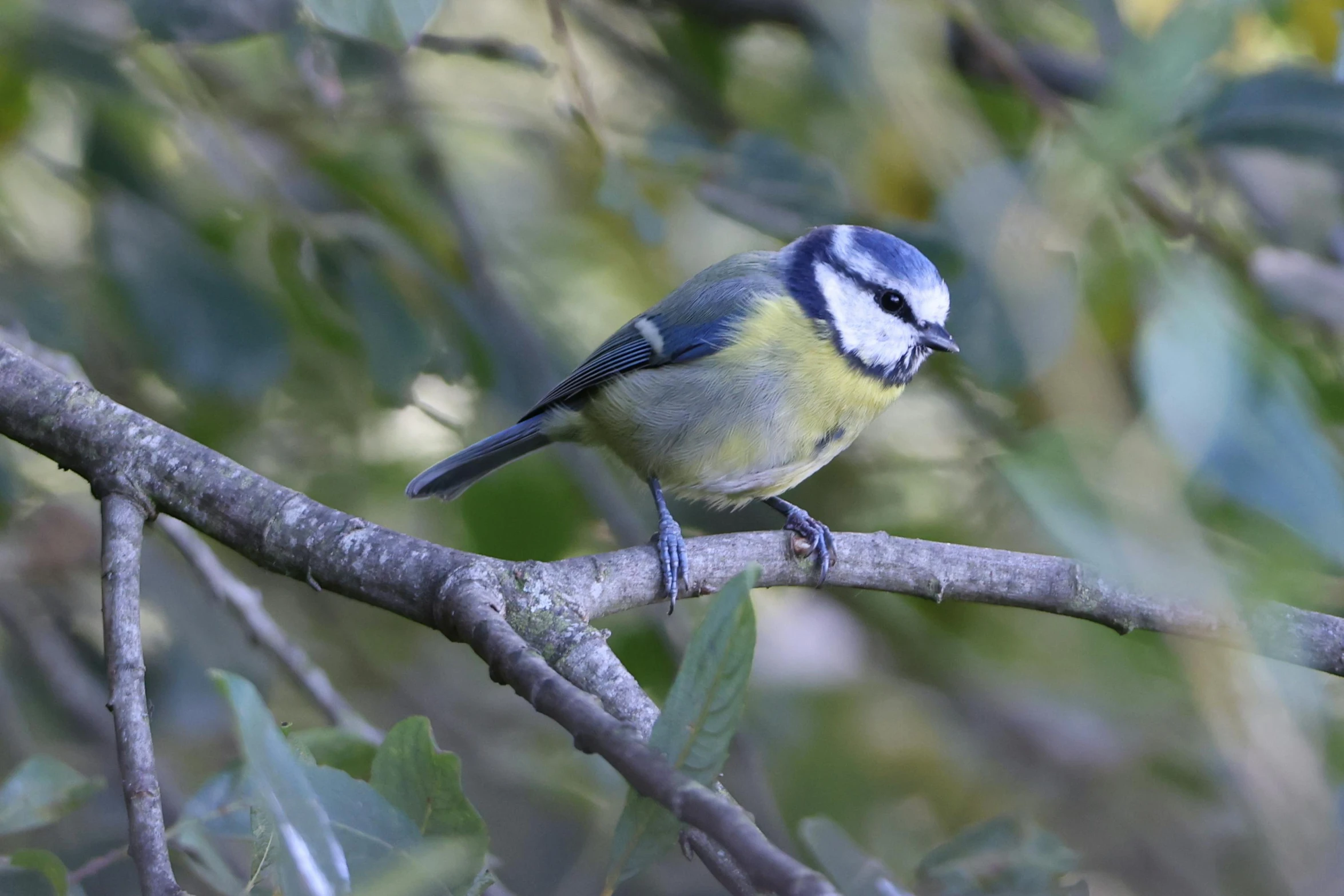 a small blue bird perched on a tree nch