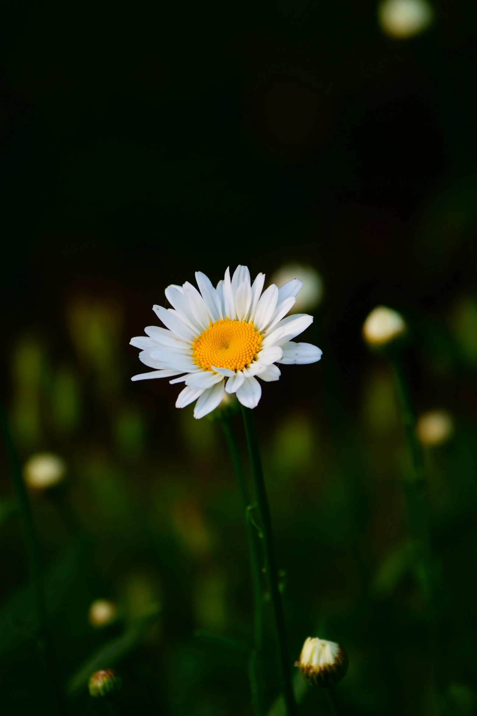 a single daisy flower that is growing in the grass