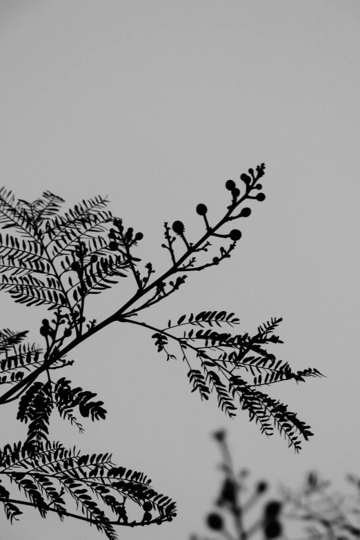 leaves are seen against a gray background as the wind moves through