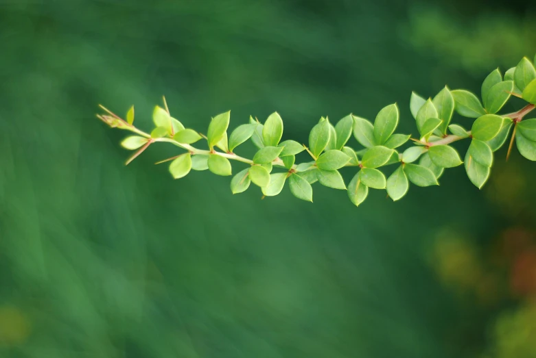 this is the green sprouts of a plant