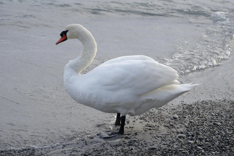 a swan that is standing on some sand