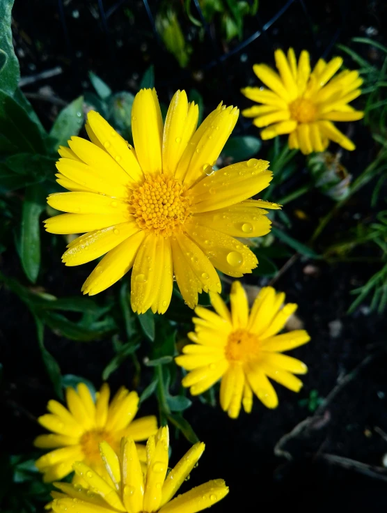 bright yellow flowers in the sun on a sunny day