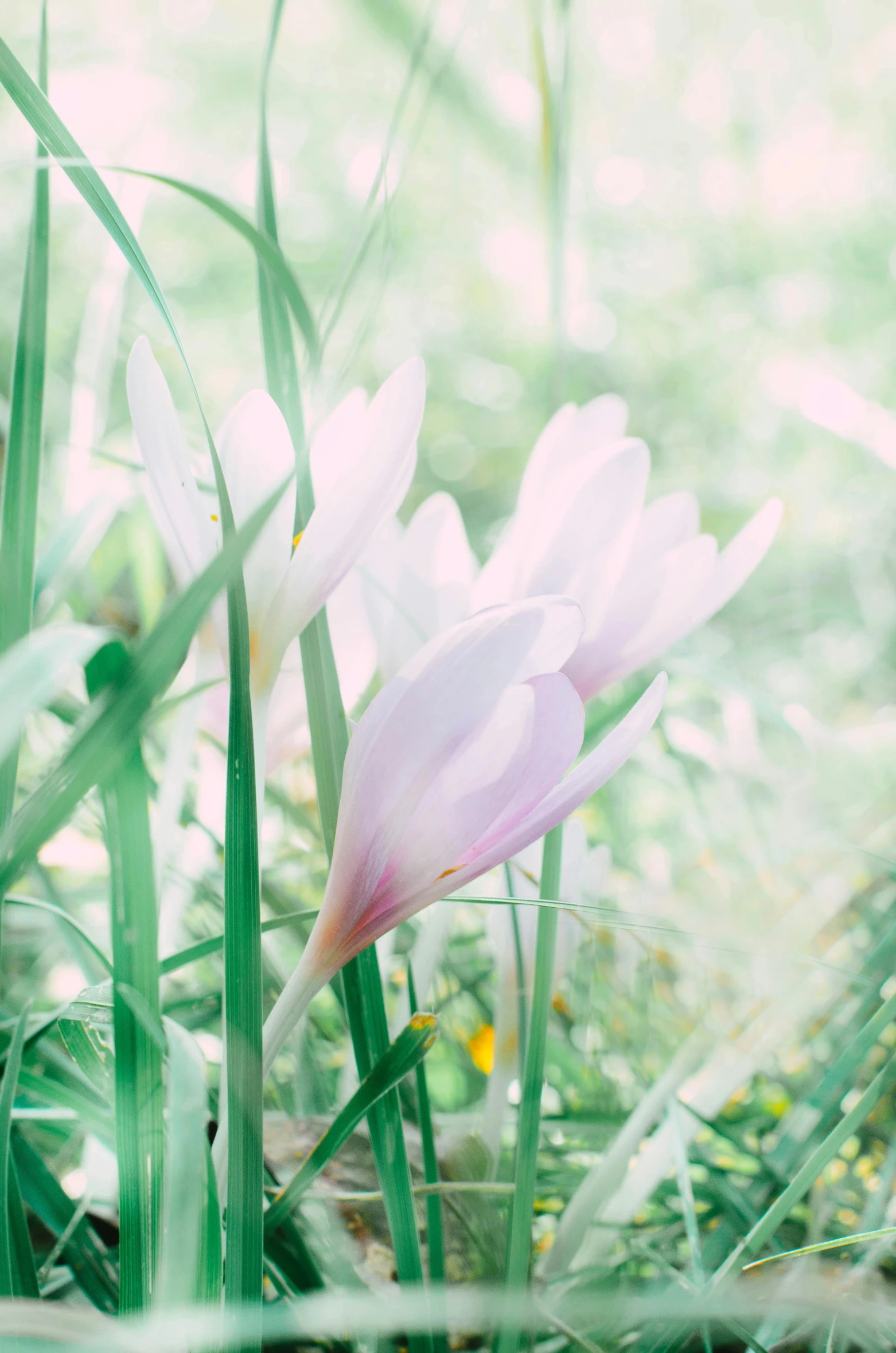 a close up of a pink flower sitting in some grass