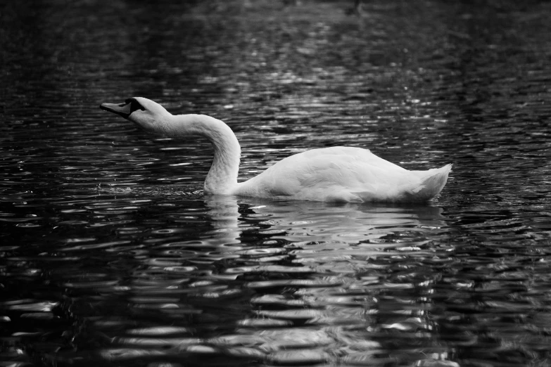 black and white po of a goose in the water