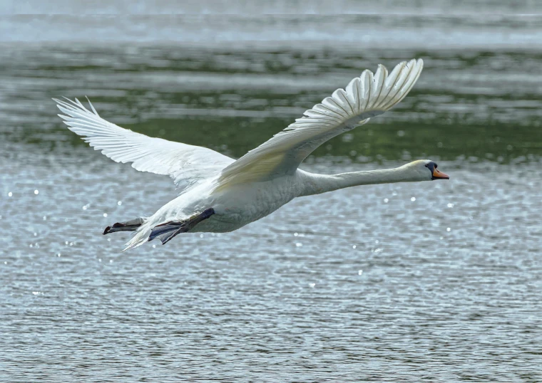 a large white bird is flying over some water