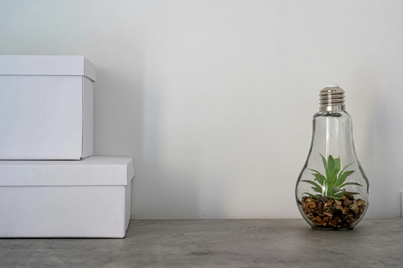 two white boxes behind a glass bottle with a plant inside