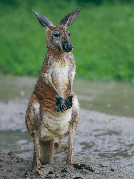 a brown kangaroo is standing upright in mud