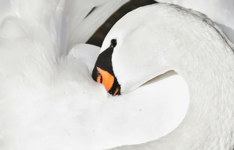 close up image of white swan with orange beak