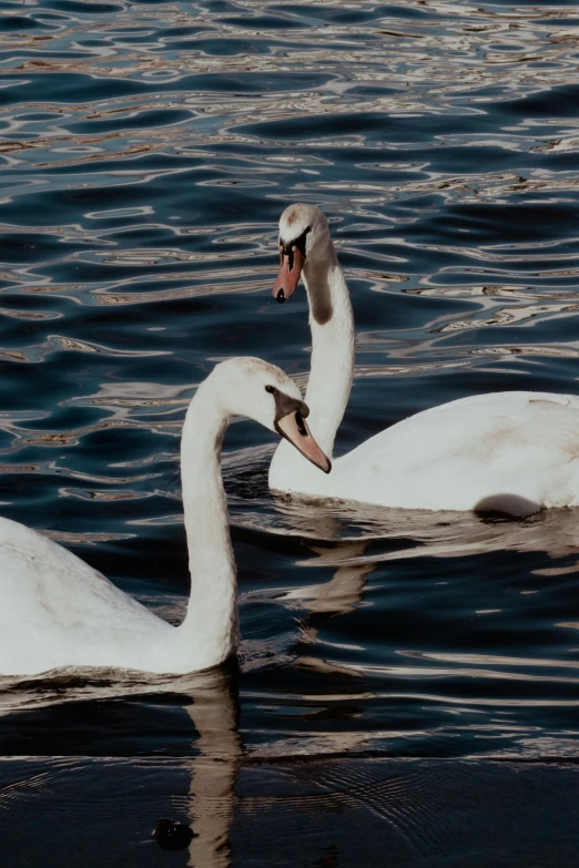 two white swans are swimming on a lake