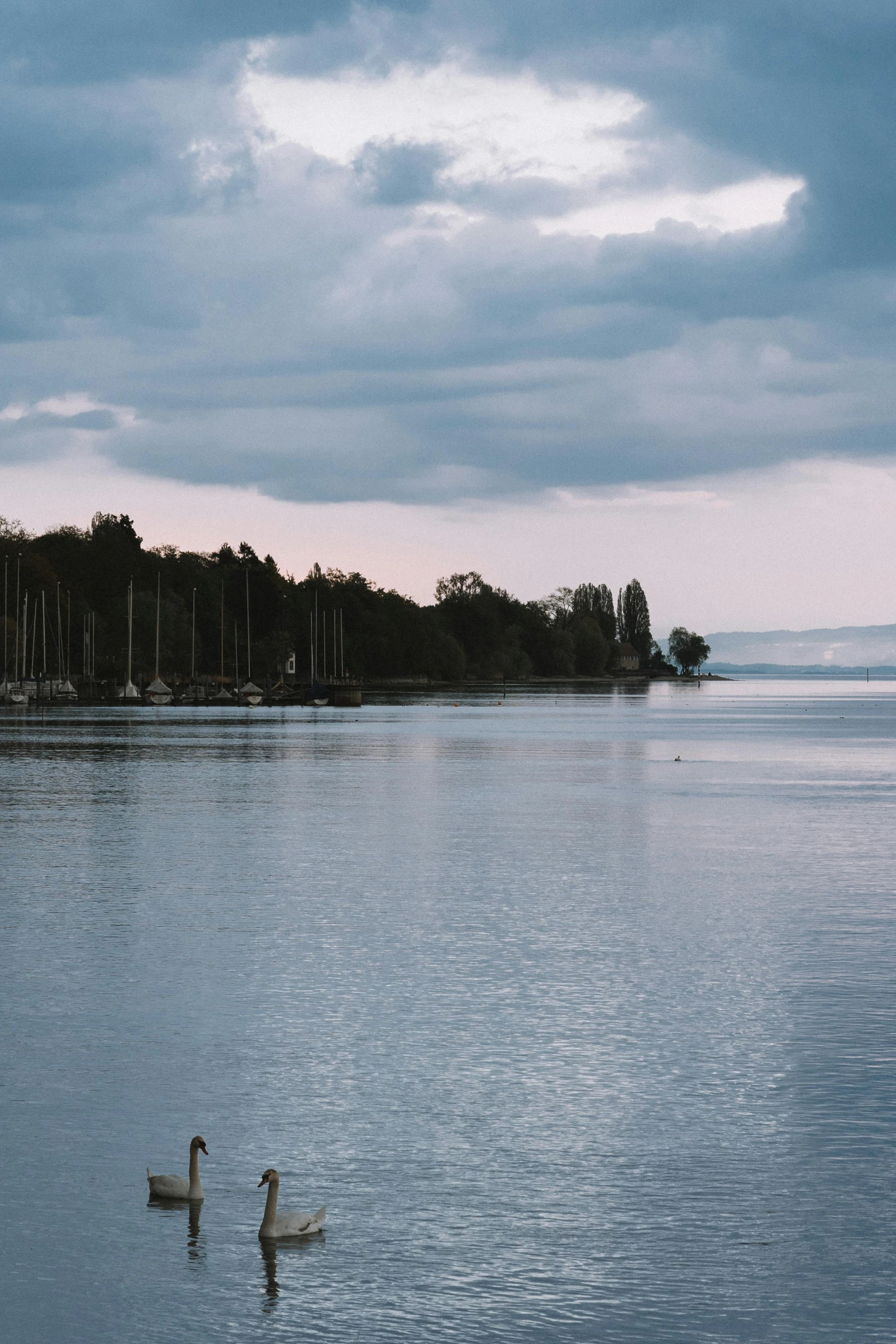 a couple of geese swimming across a lake under a cloudy sky