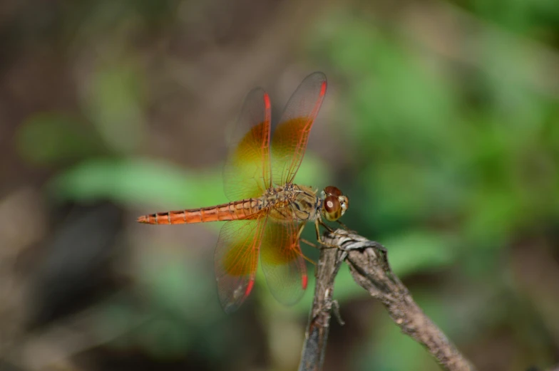 a very pretty dragon on the nch