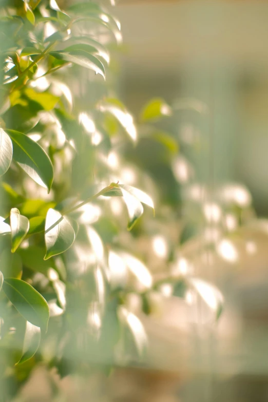 small green leaves and blurry windows in the background