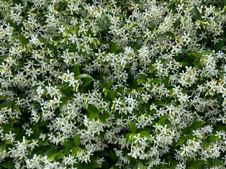 large green leafy bushes with flowers near them