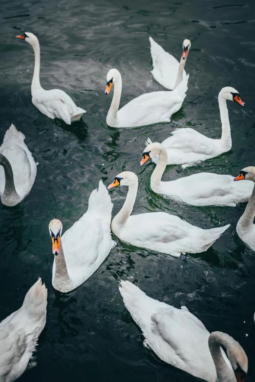 swans swimming together in a body of water