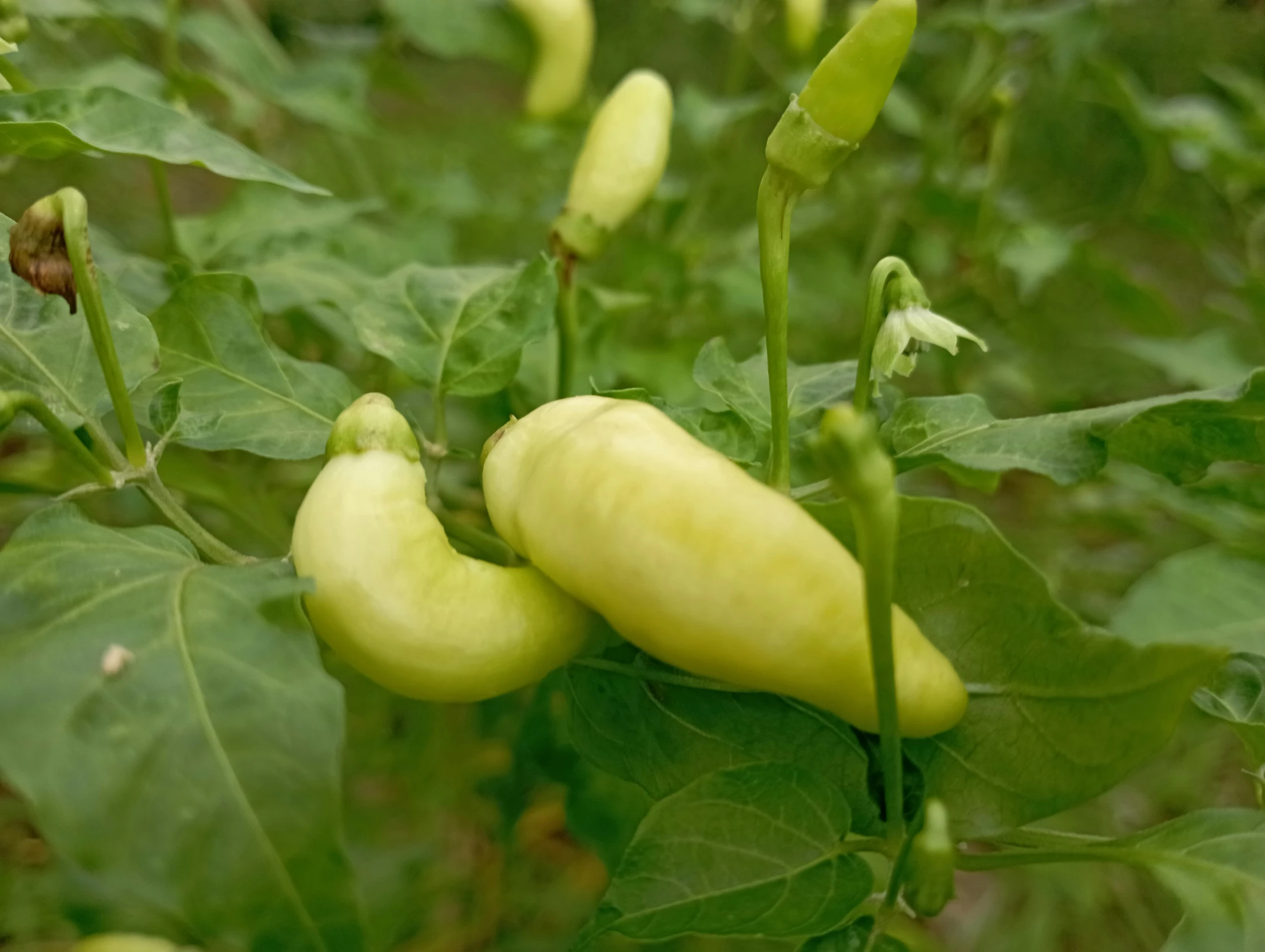 yellow beans hang on a green plant outside