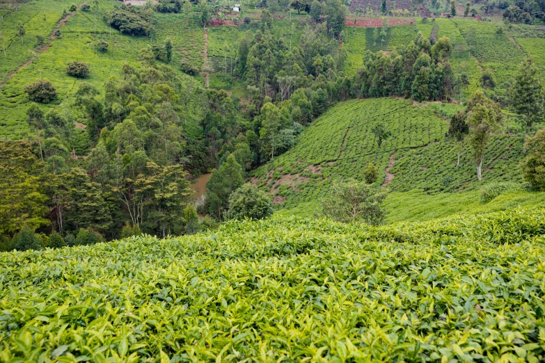 a hillside covered in lush vegetation with trees on the hillside