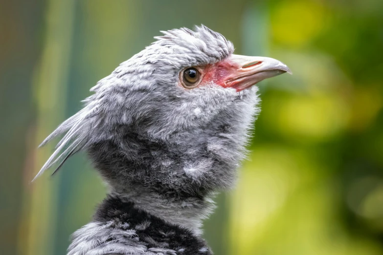 close up of a bird with long and very small feathers
