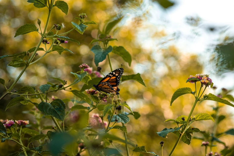 a monarch erfly rests upon some pink flowers