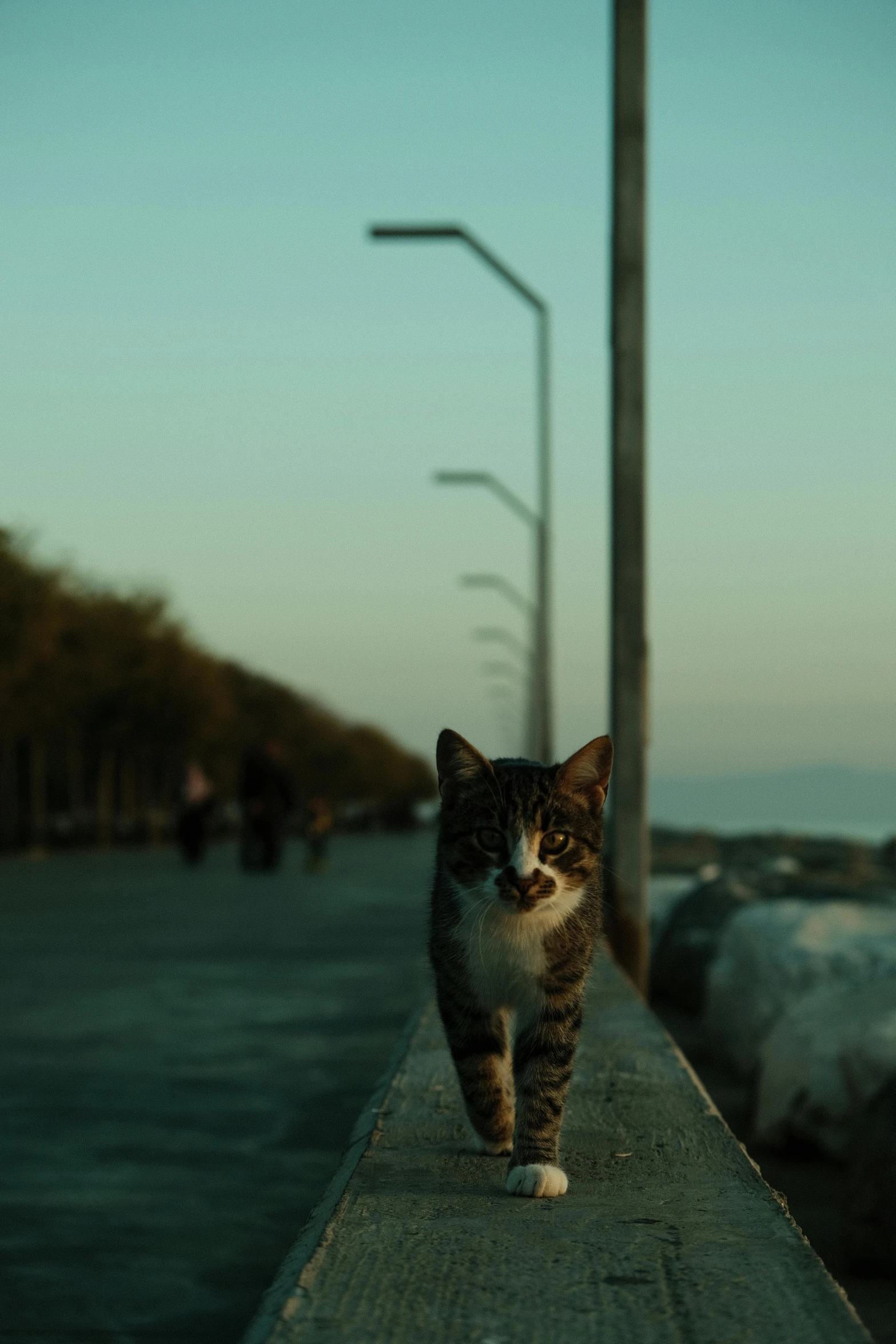 a cat walking along the edge of a sidewalk