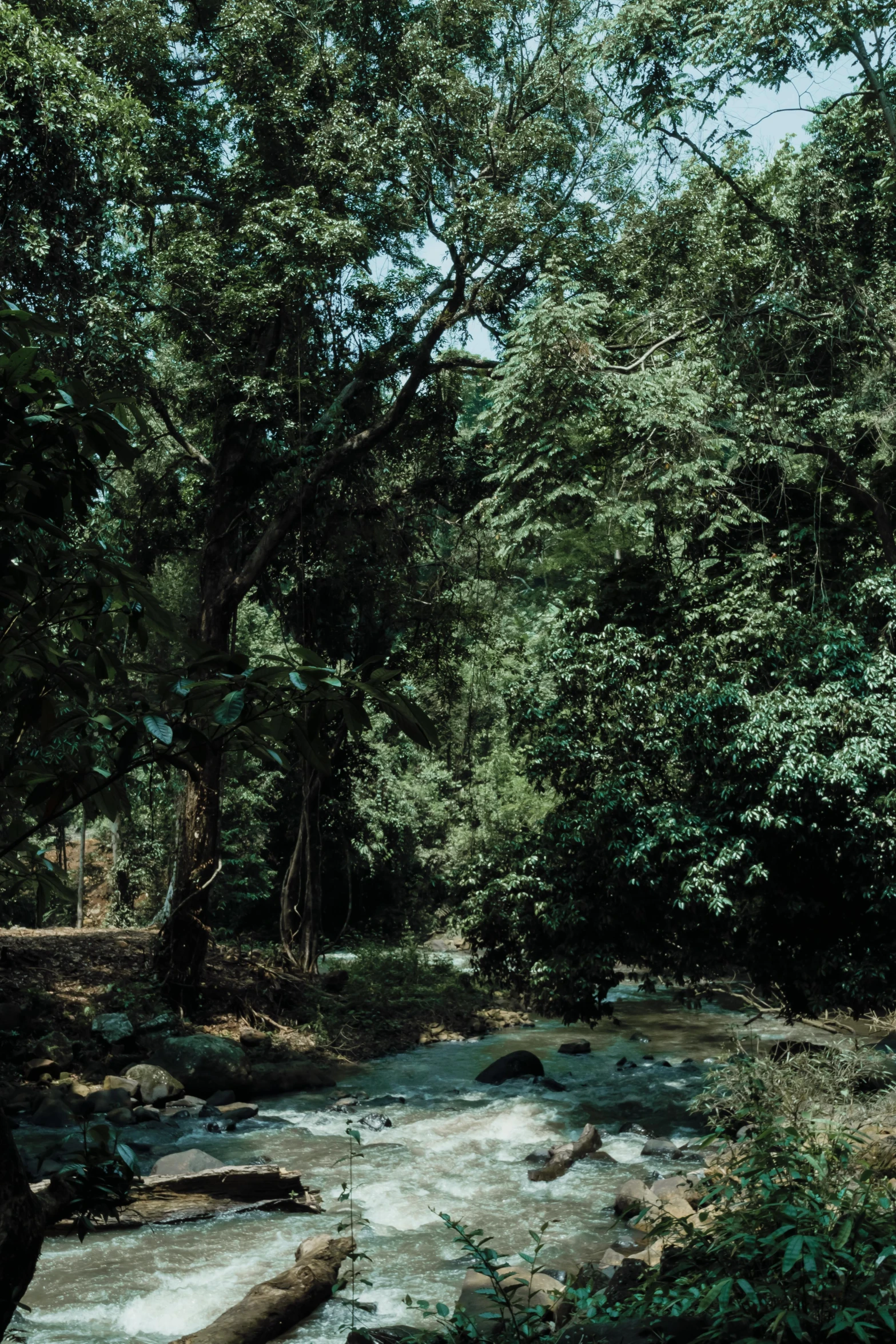 a creek surrounded by lots of trees near a tree line