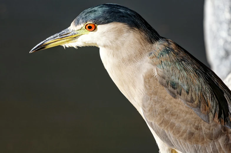 a black, brown and white bird with a long neck