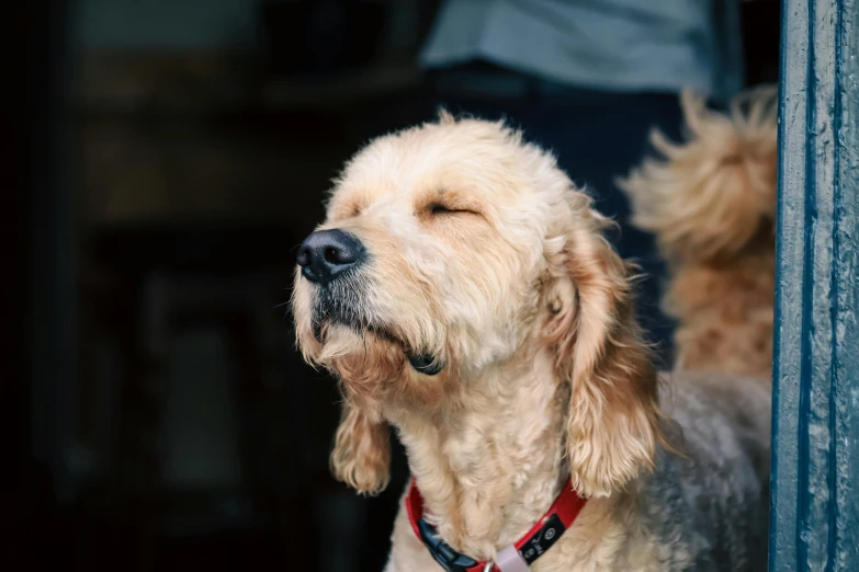 a cute brown dog with a red collar in the sun