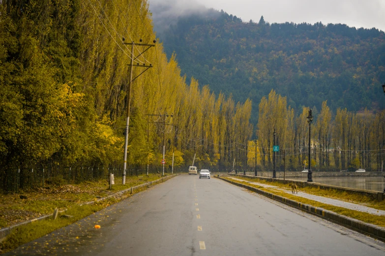 view from roadway of a street surrounded by woods