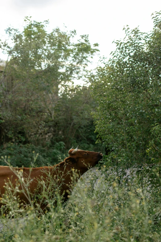 a brown cow standing in a lush green forest