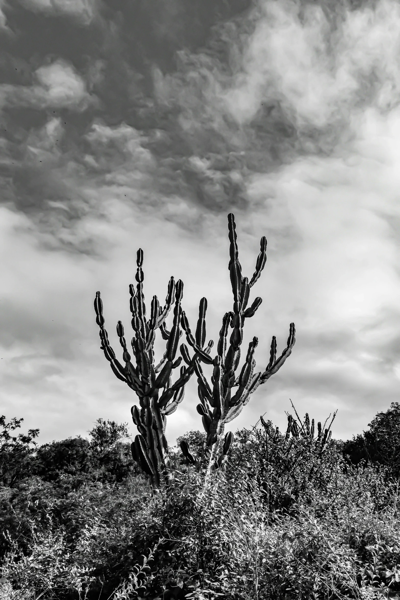 large cactus plants in an arid area under cloudy skies