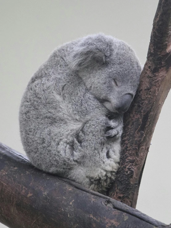 a grey koala sleeping in a tree with its head on a nch