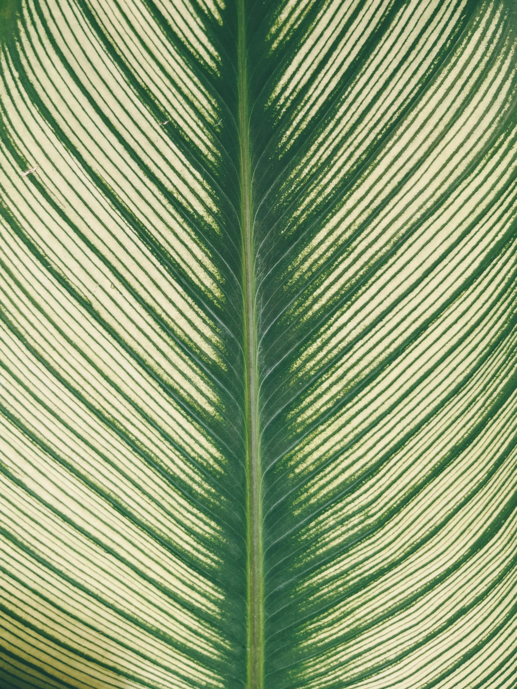 a green leaf that is close up