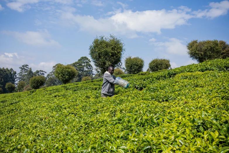 a man picking leaves from a hill on a sunny day