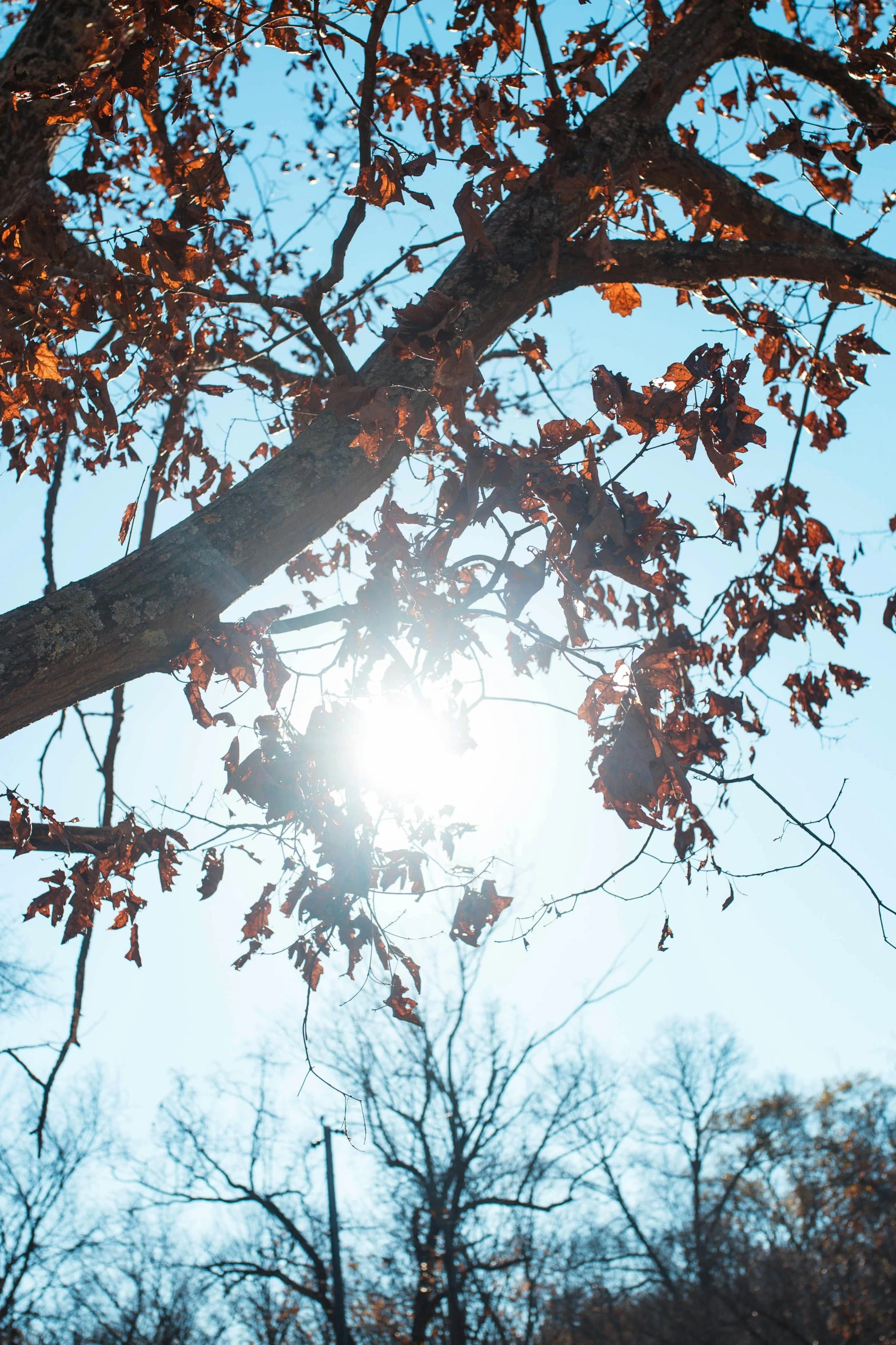 a bright sun peeks through the trees into the sky