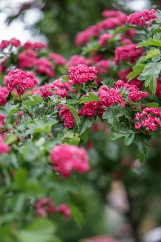 the small red flowers are growing on the tree