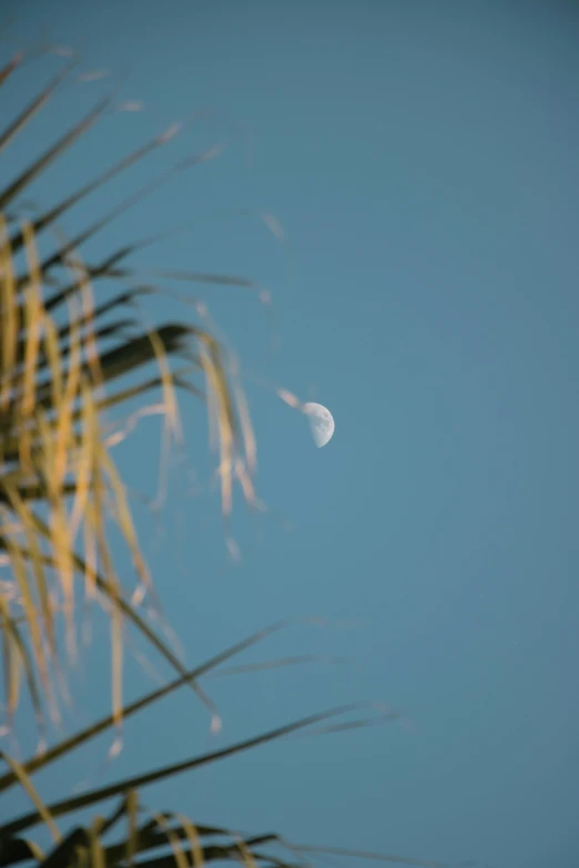 a moon with the top half of a leaf in foreground