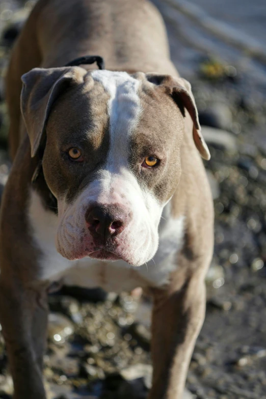 a brown and white dog standing on rocks with a sad look