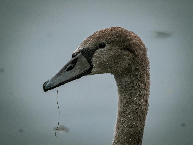 a close up of a duck's head and neck