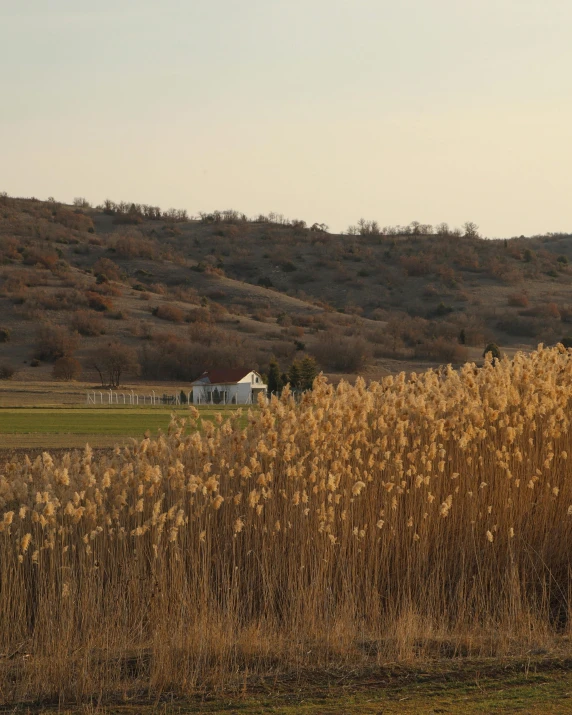 an open field with a lone white house in the background