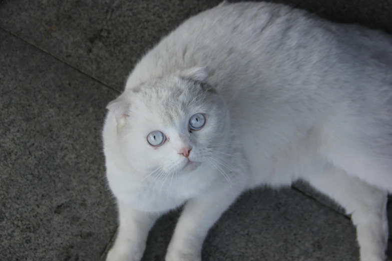 the white cat has blue eyes and is looking up