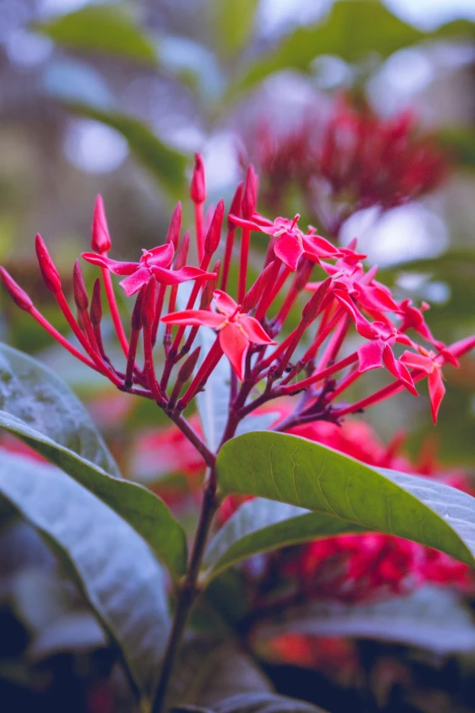 a small flower that is near some green leaves