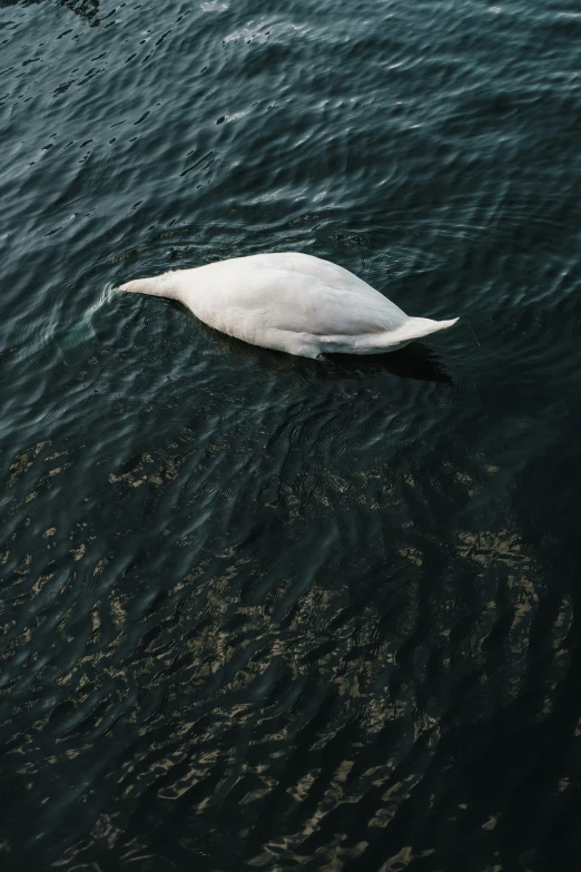 a close up of a swan floating on a body of water