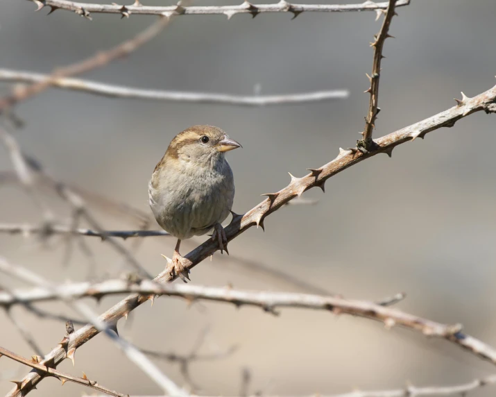 the small bird perched on the nch of a tree