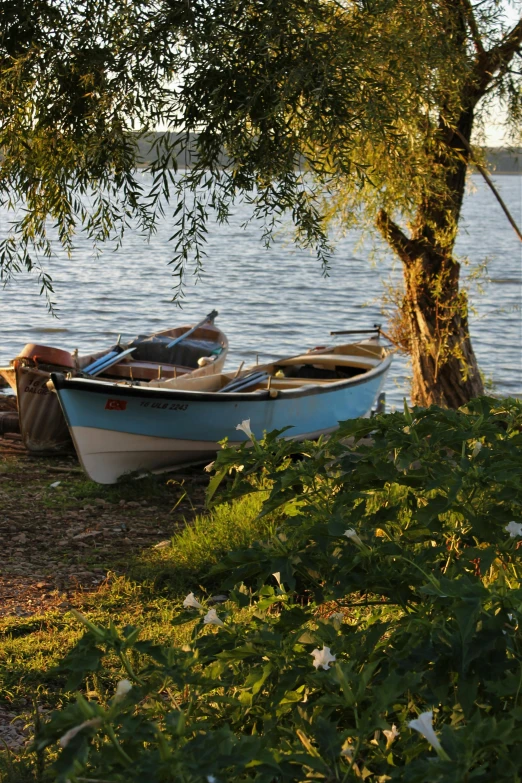 a white and blue boat on a beach under a tree