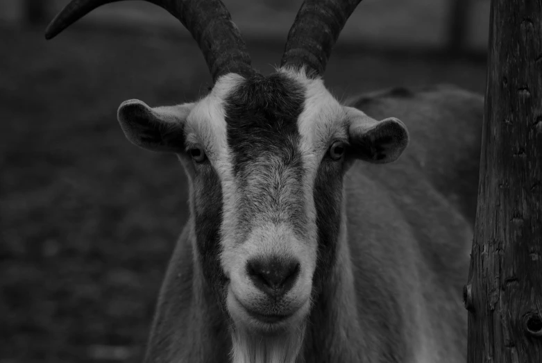 a black and white po of an horned goat