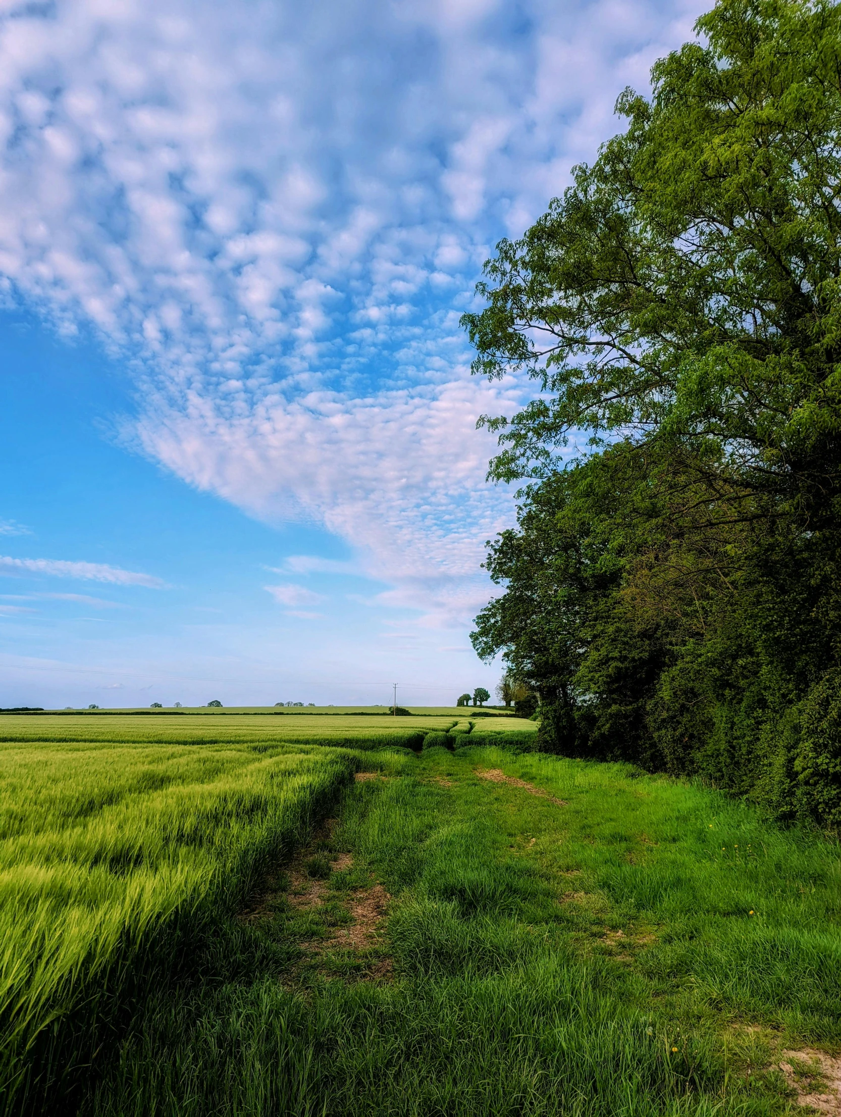 a field that has some green grass and some trees