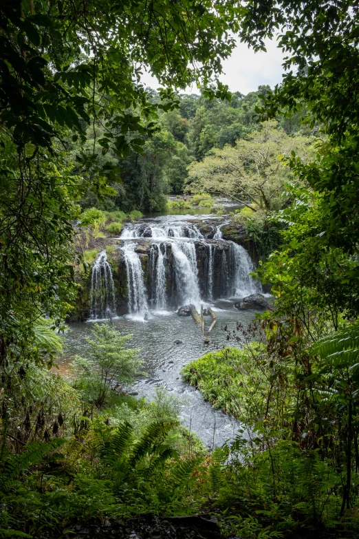 small waterfall surrounded by trees and plants